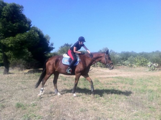  Excelentes relaciones con caballos 